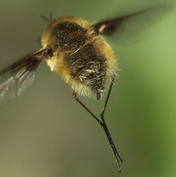 Bombyliidae d id